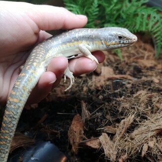 Schneider's Skink, Eumeces schneiderii