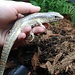 Schneider's Skink, Eumeces schneiderii