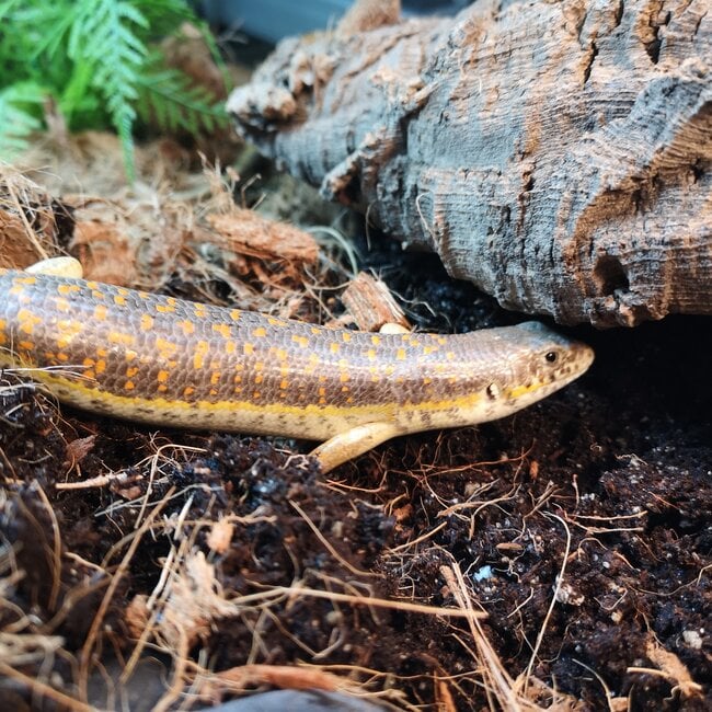 Schneider's Skink, Eumeces schneiderii