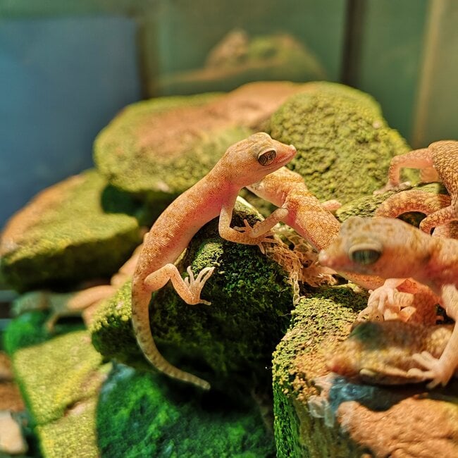 Elegant Gecko, Stenodactylus elegans