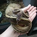 Snake Pinstripe Ball Python
