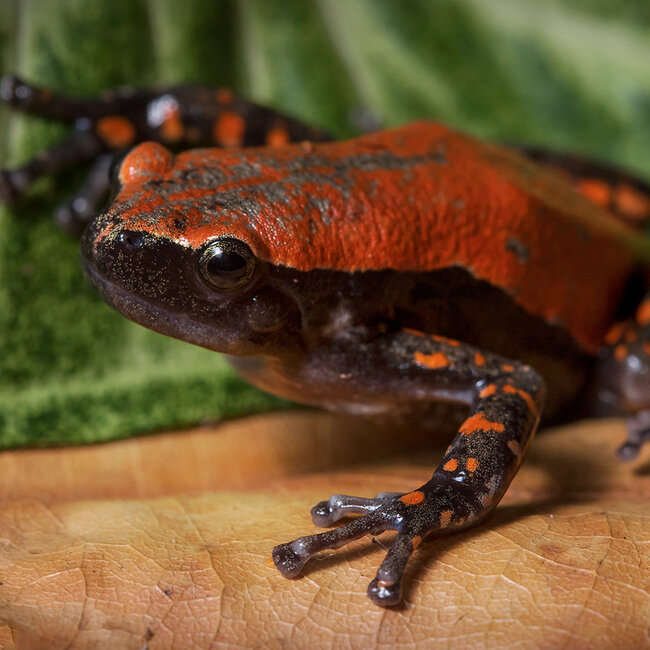 PREORDER Red Rubber Frog, Phrynomerus microps