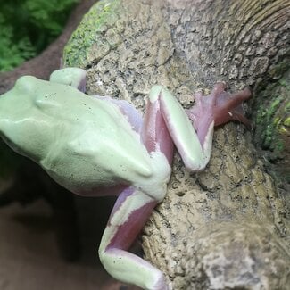 Pied White's Tree Frog Male