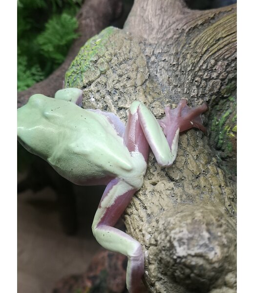 Pied White's Tree Frog Male