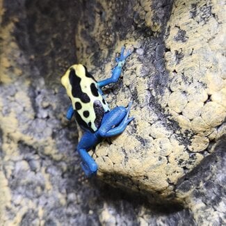 Dendrobates tinctorius 'Patricia' Dart Frog
