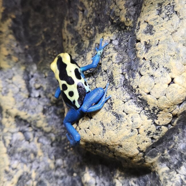 Dendrobates tinctorius 'Patricia' Dart Frog