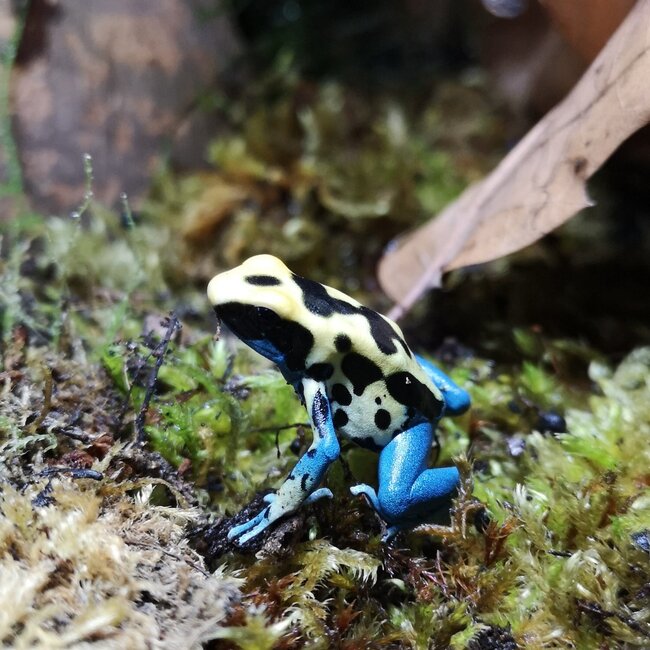 Dart Frog Dendrobates tinctorius 'Patricia' Dart Frog