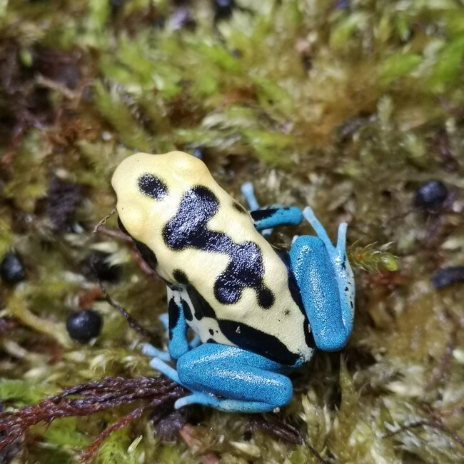 Dart Frog Dendrobates tinctorius 'Patricia' Dart Frog