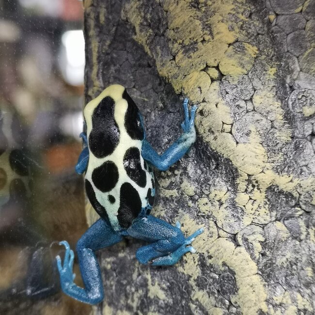 Dart Frog Dendrobates tinctorius 'Patricia' Dart Frog
