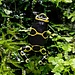 Dart Frog Leucomelas ‘Cerro Autana Blue Foot’  Dart Frog