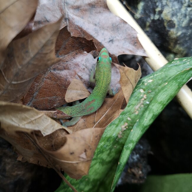 Gold Dust Day Gecko CB