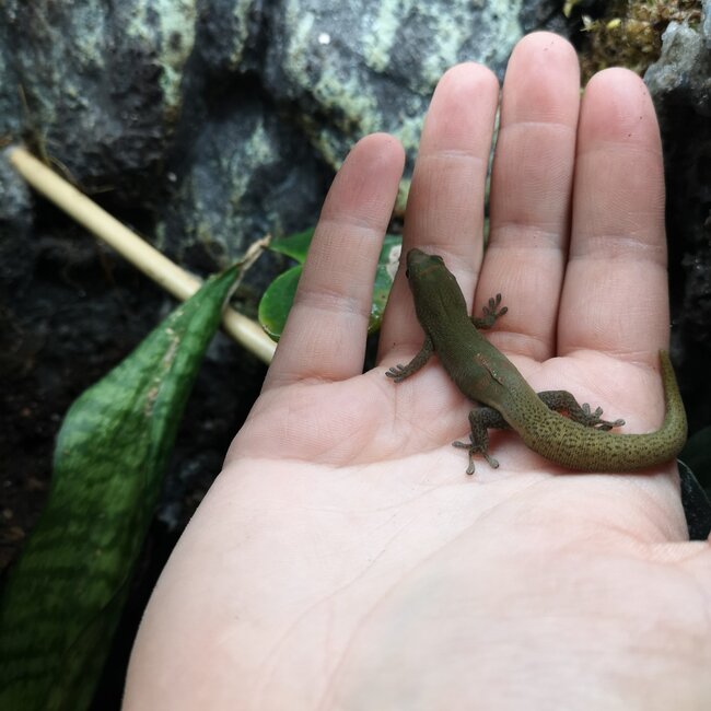 Gold Dust Day Gecko CB