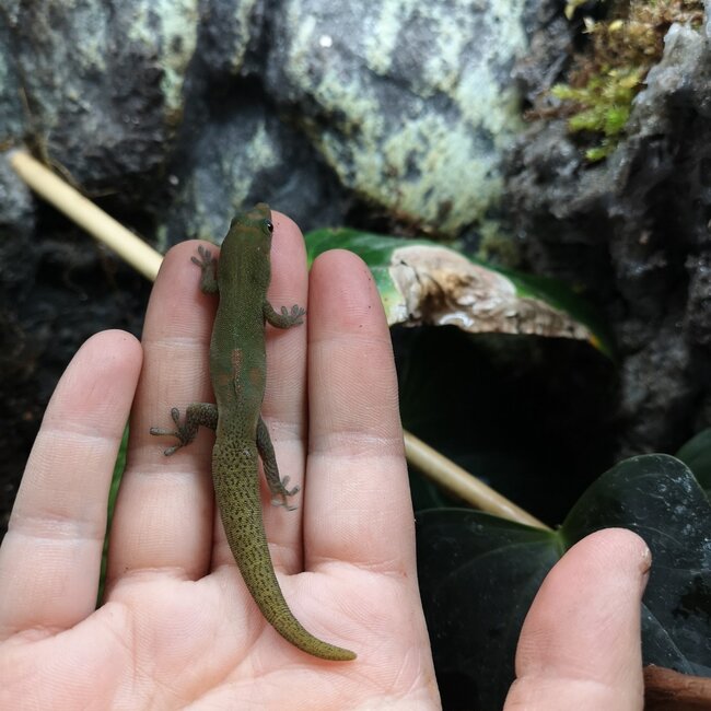 Gold Dust Day Gecko CB