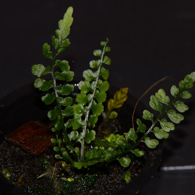 Live Plant Asplenium holophlebium #2 'Ecuador'