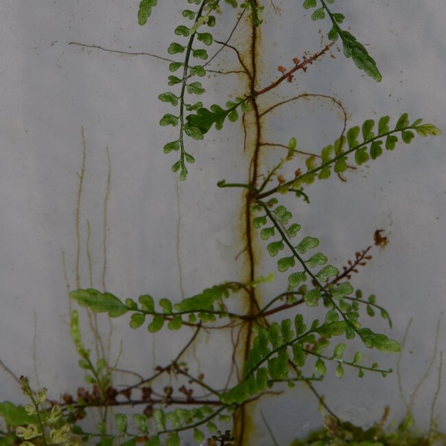 Live Plant Asplenium holophlebium #2 'Ecuador'
