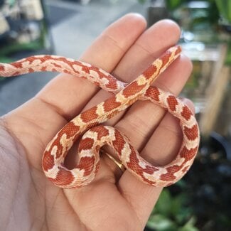 Cornsnake Aztec Corn Snake