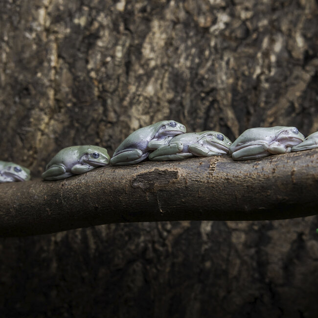 White’s Tree Frog Blue Eye
