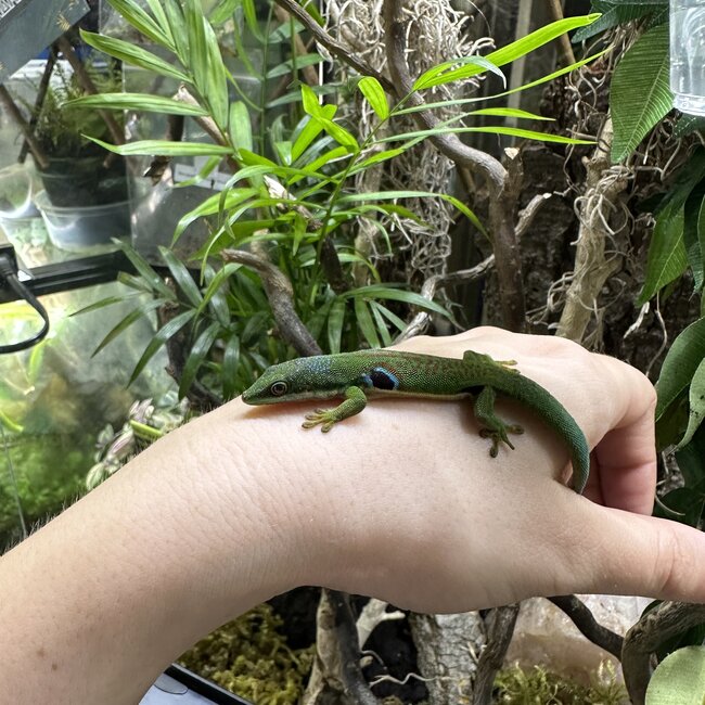 Peacock Day Gecko