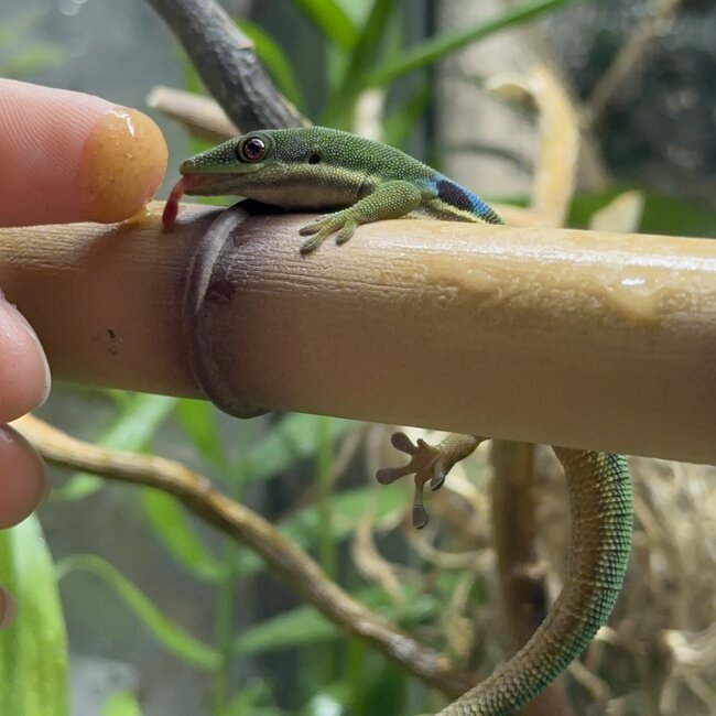 Peacock Day Gecko