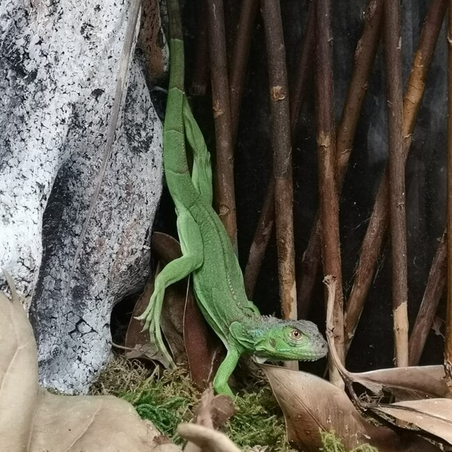 Green Iguana