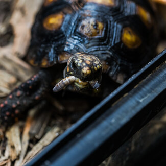 Red Foot Tortoise