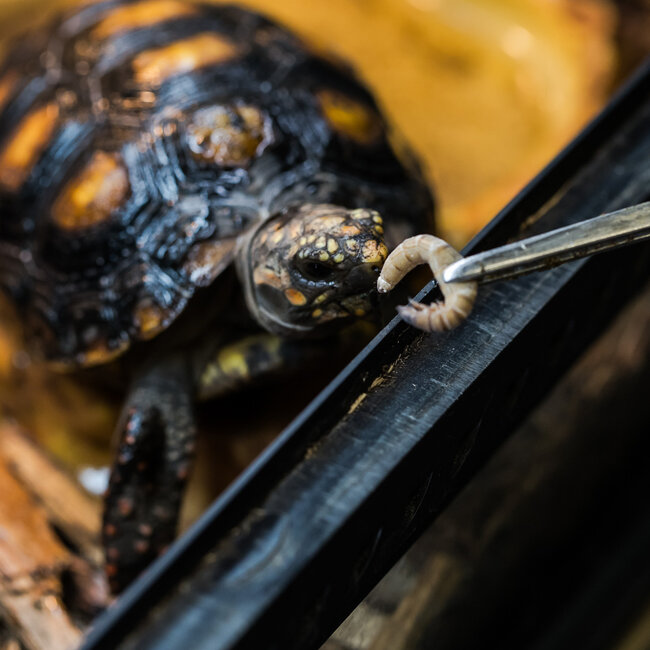 Red Foot Tortoise