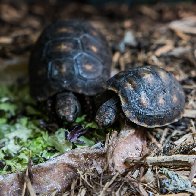 Cherry Head Tortoise
