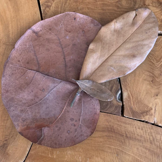 FrogDirt FrogDirt Leaf Litter Mixed Pack 1L