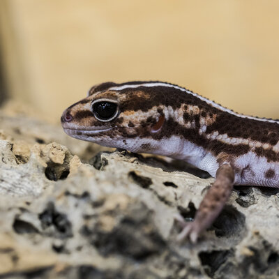 Fat Tail Gecko