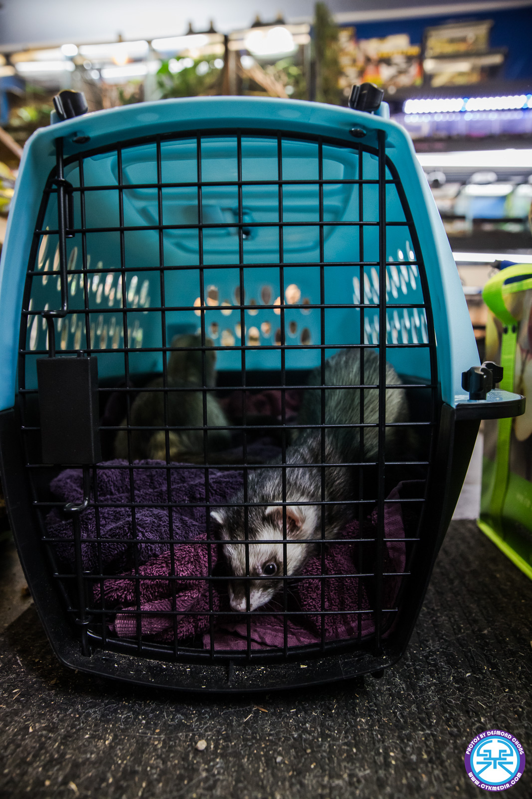 Boarding Ferrets Being Dropped off at Roonami Edmonton Alberta