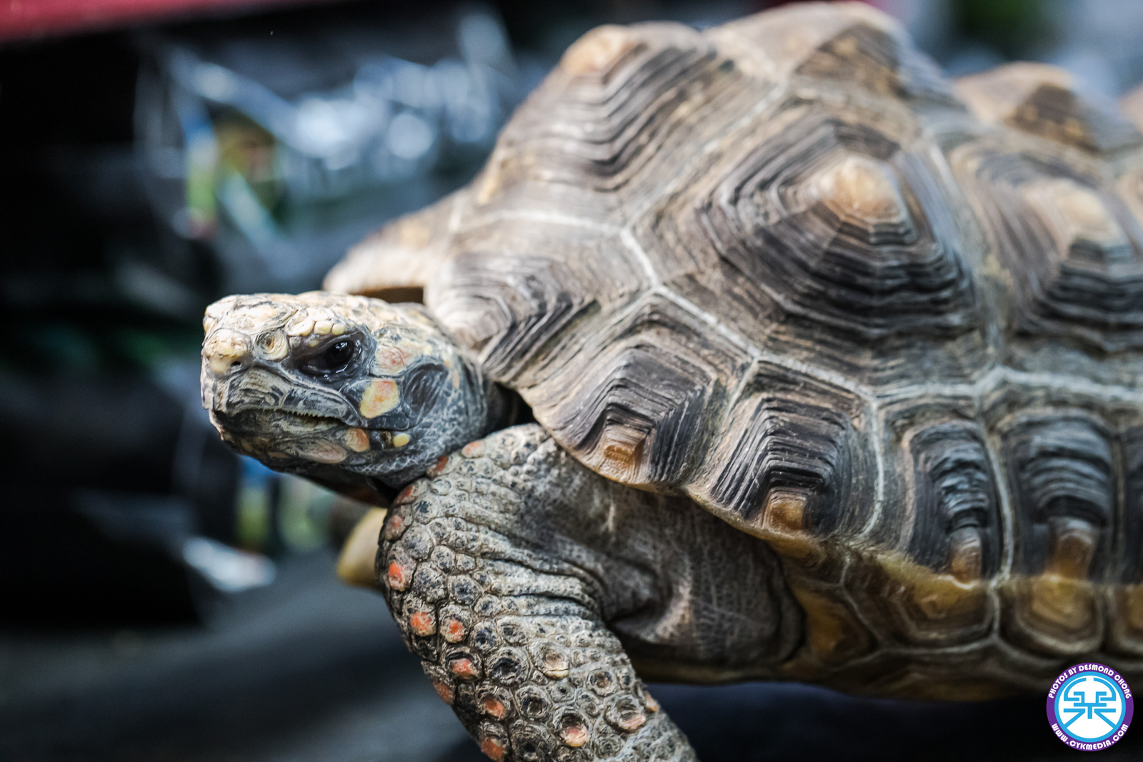 Boarding Tortoise at Roonami Reptiles Edmonton Alberta
