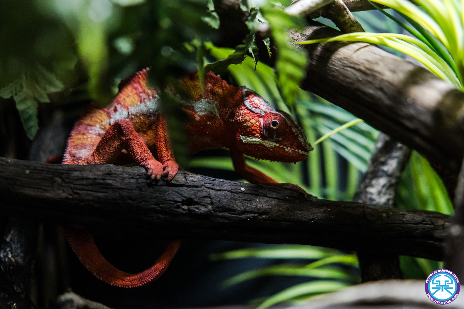Panther Chameleon Boarding at Roonami Reptiles in Edmonton Alberta Canada