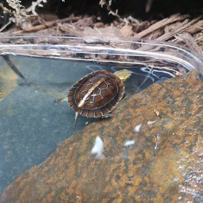 PREORDER Chinese Box Turtle