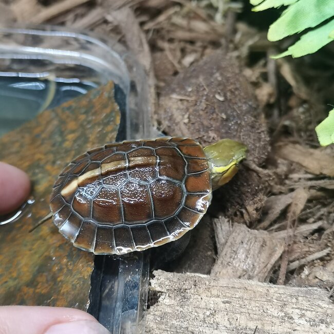 PREORDER Chinese Box Turtle