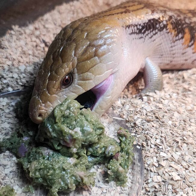 Repti-Bites Omnivore Entree