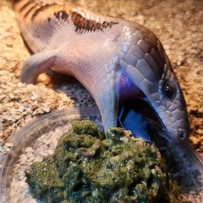 Repti-Bites Omnivore Entree