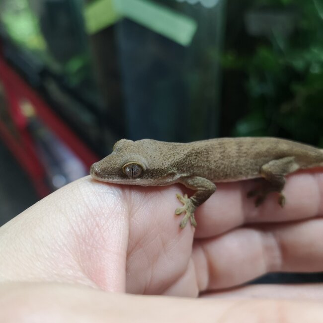 Sarasinorum Gecko