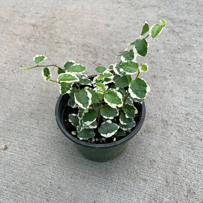 Live Plant 4" Ficus Creeping, Variegata