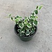 Live Plant 4" Ficus Creeping, Variegata