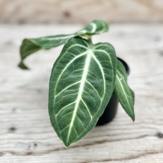 Live Plant Anthurium Villenaorum 4"