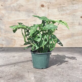 Live Plant Monstera adansonii 4"