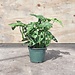 Monstera adansonii 4"