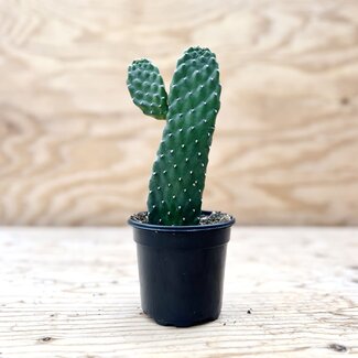 Live Plant 4" Road Kill Cactus 'Opuntia Consolea rubescens'
