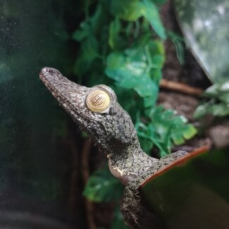 Giant Mossy Leaf Tail Gecko Female 2