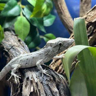 Cuban False Chameleon Female 'J26'