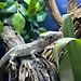 Cuban False Chameleon Female 'J26'
