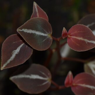 Live Plant Peperomia aff. bicolor "Peru Type 1"