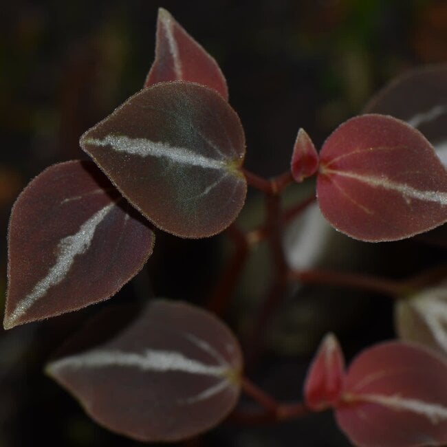 Live Plant Peperomia aff. bicolor "Peru Type 1"