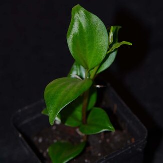 Live Plant Peperomia sp. "Sauce"