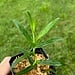 Live Plant Pandanus sp. "Iquitos"